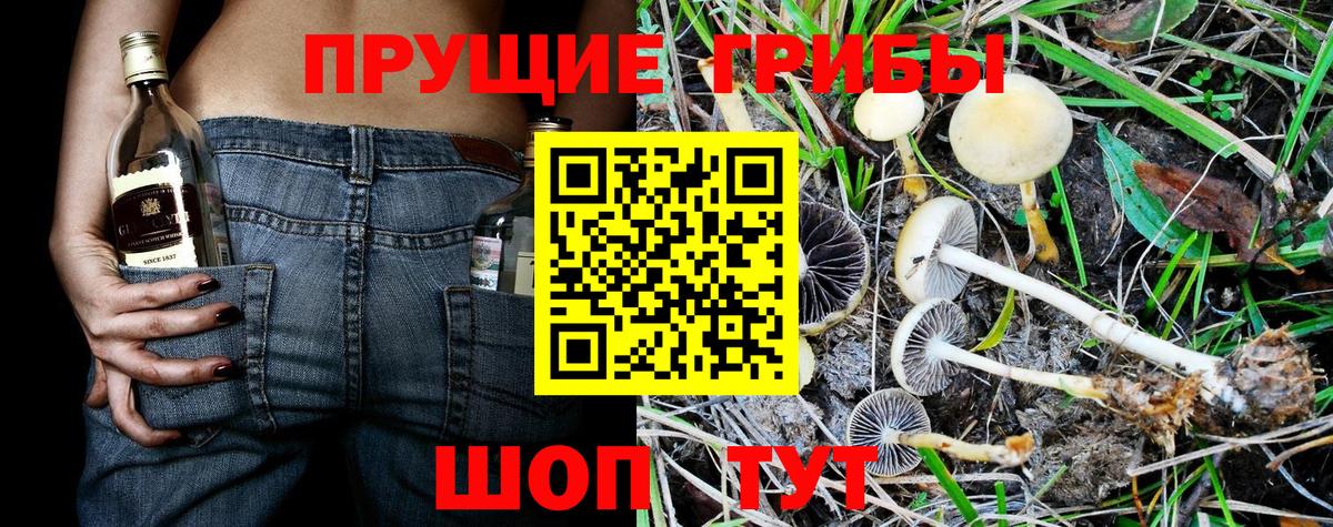 Псилоцибиновые грибы Psilocybine cubensis Бердск